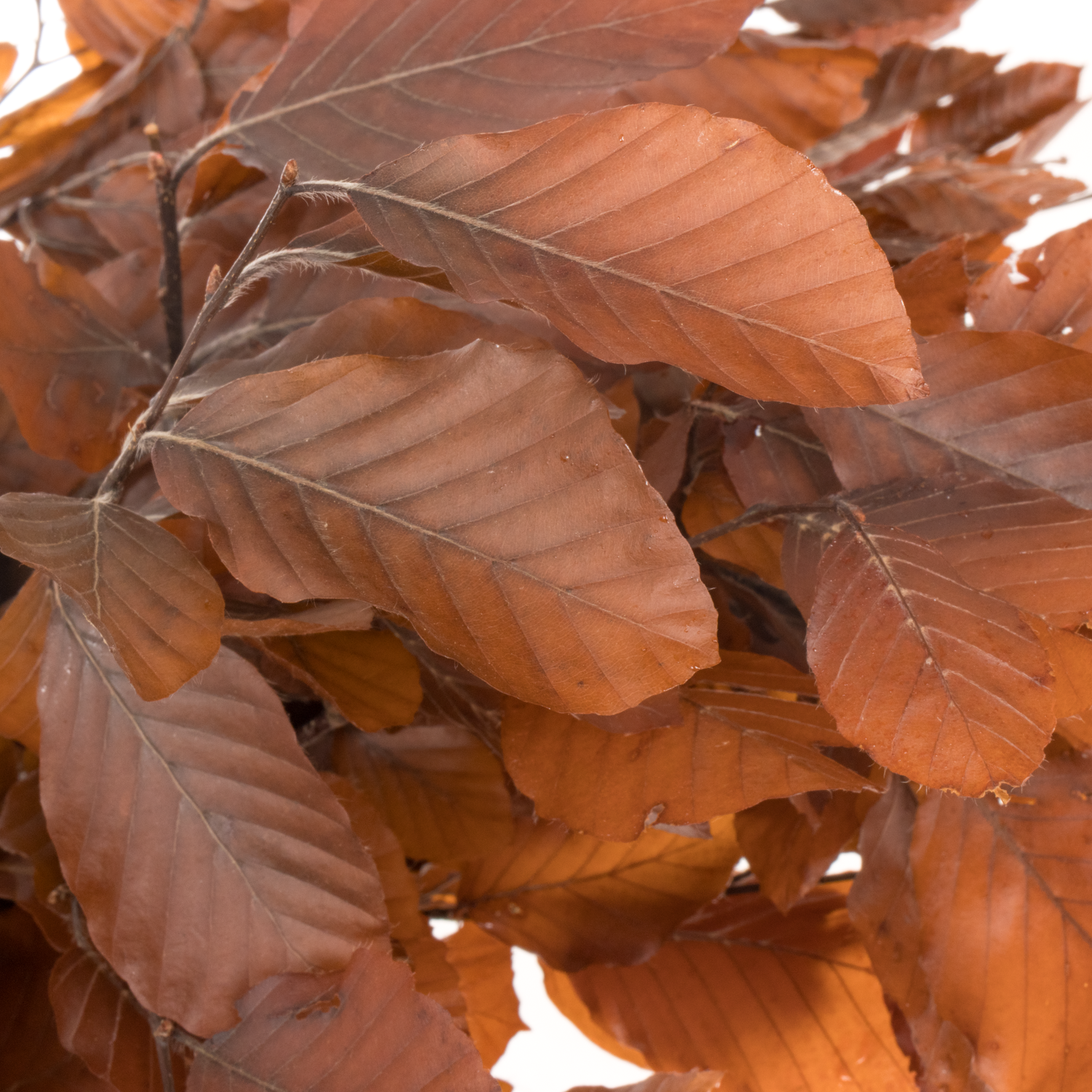 Buchelaub orange Präpariert 70cm
