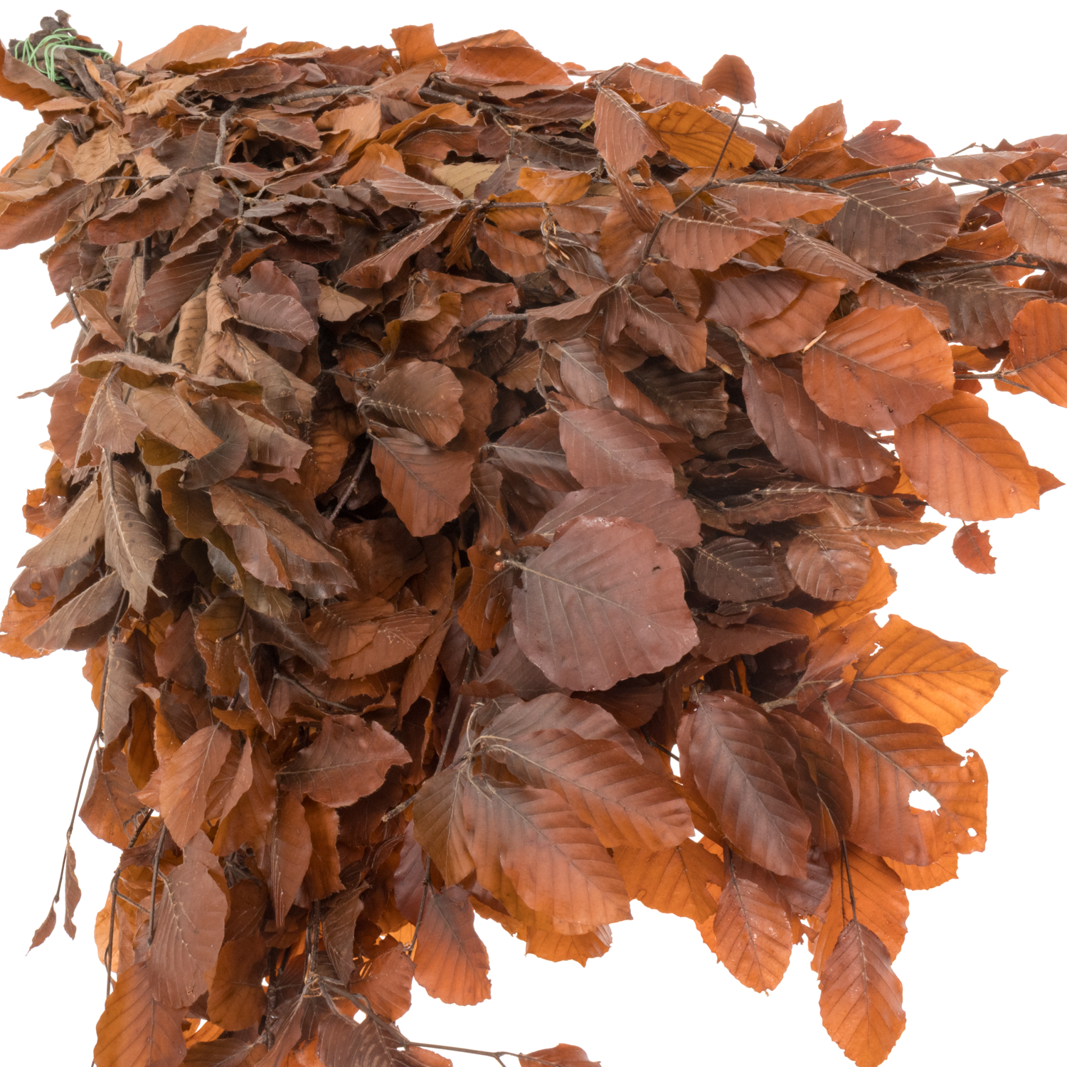 Buchelaub orange Präpariert 70cm