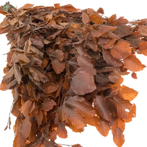 Buchelaub orange Präpariert 70cm