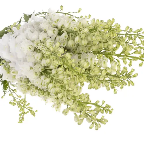 Delphinium weiss Aurora 120cm