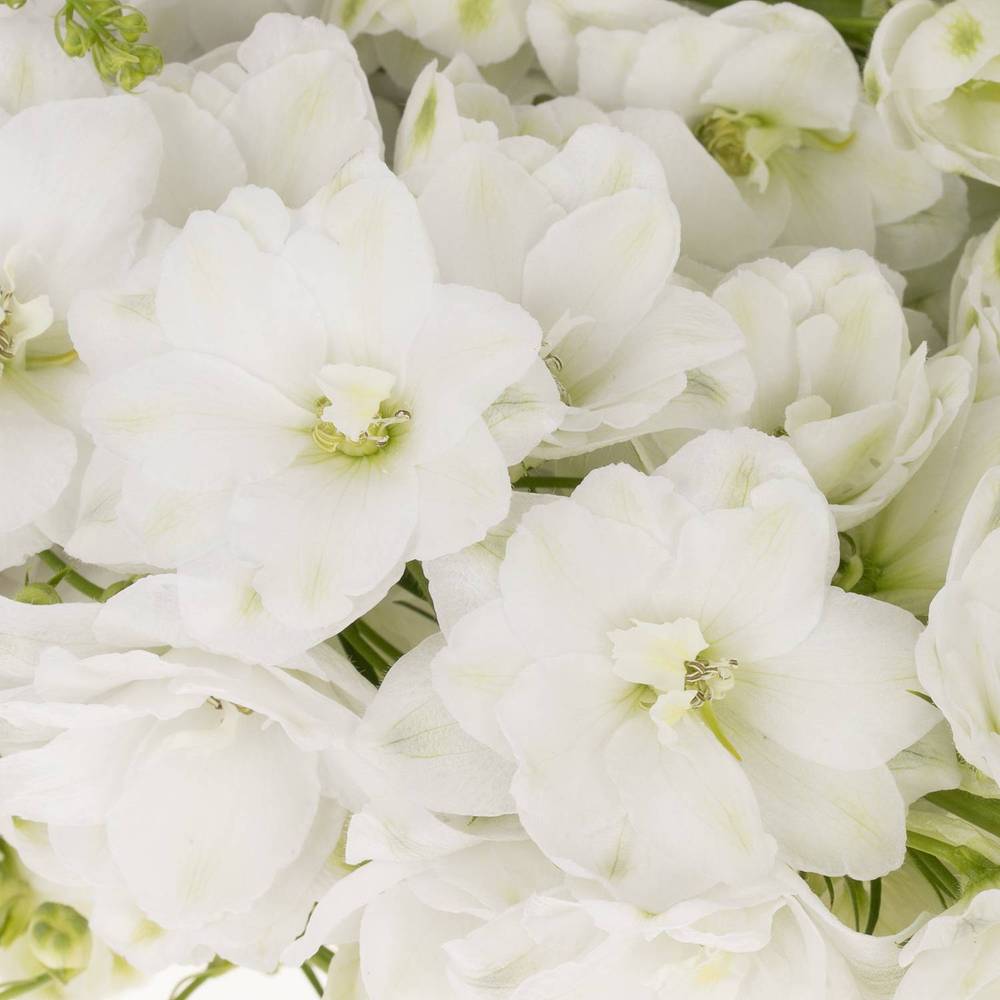Delphinium weiss Aurora 120cm