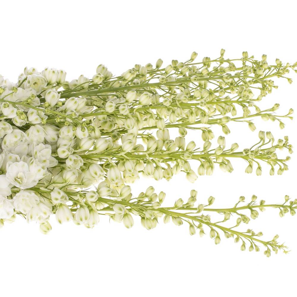 Delphinium weiss Aurora 120cm