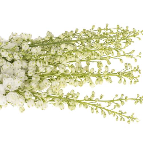 Delphinium weiss Aurora 120cm