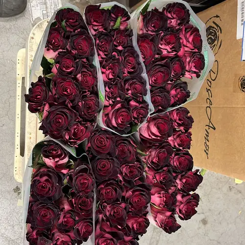 Rose dunkel lila Scarlet Ruby 60cm