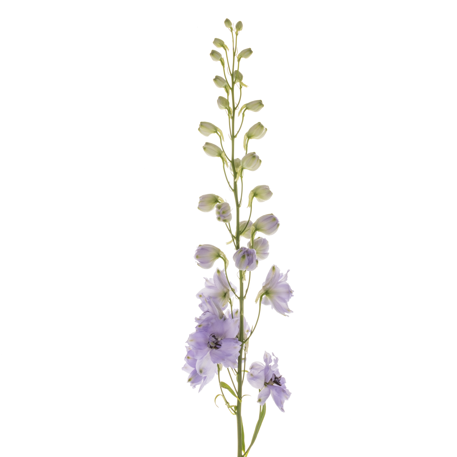 Delphinium blau Evenin 70cm