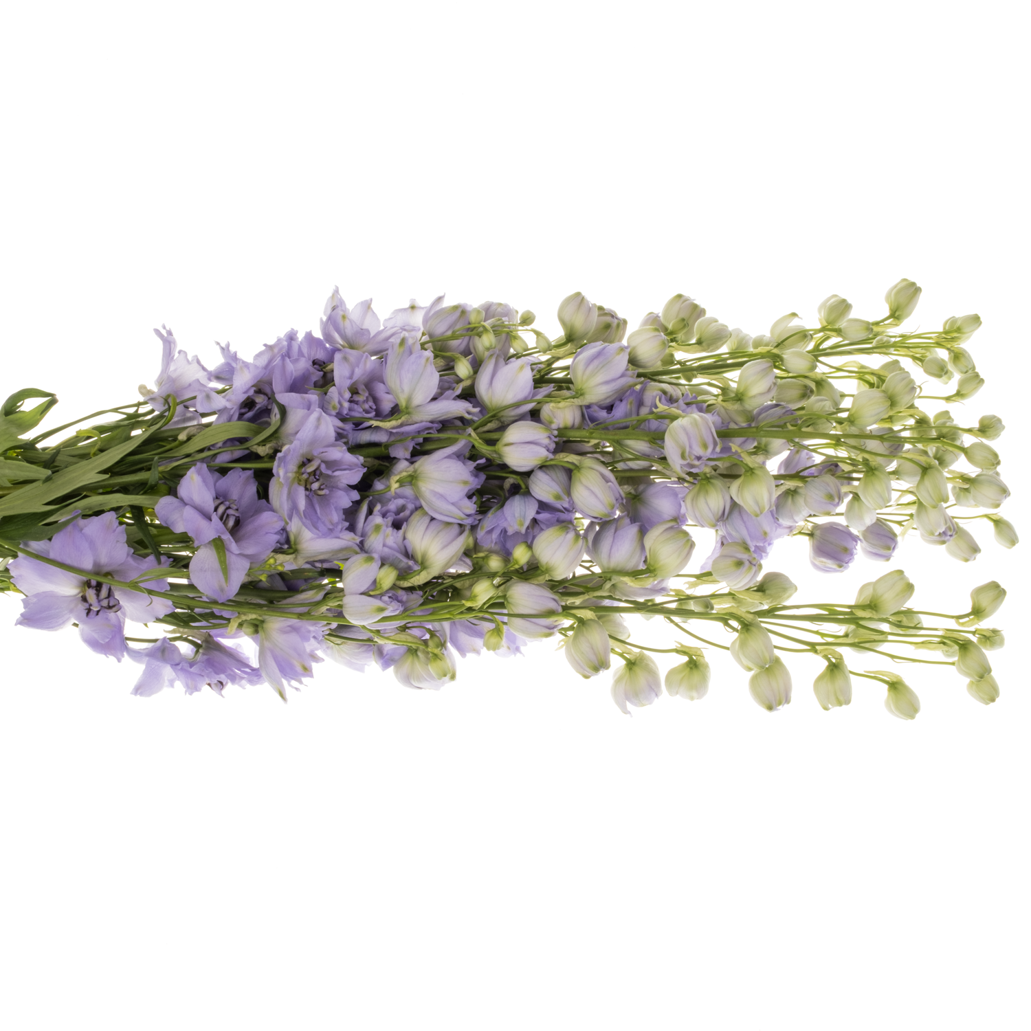 Delphinium blau Evenin 70cm