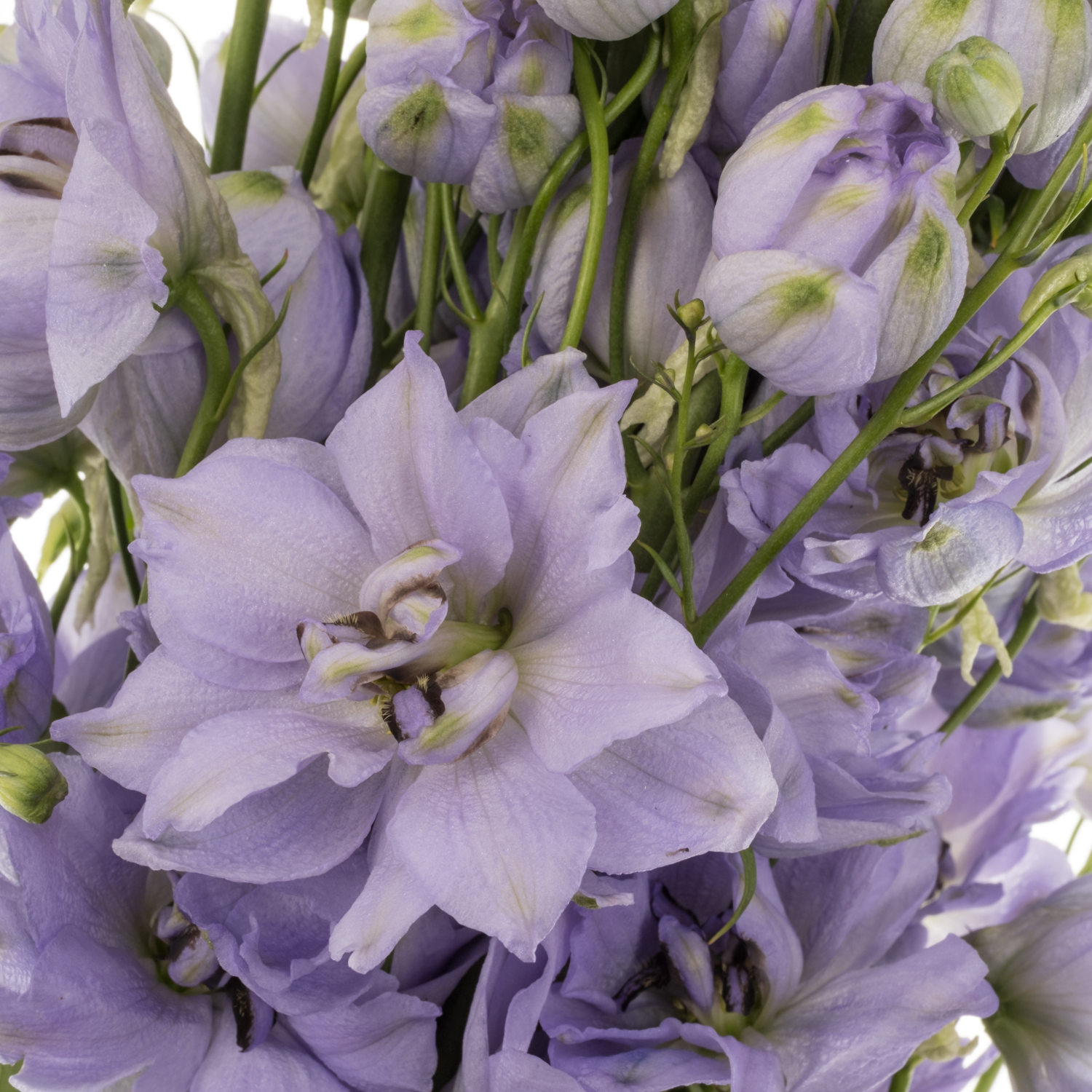 Delphinium blau Evenin 70cm