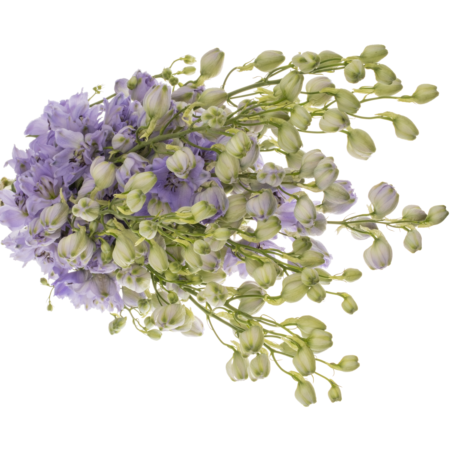 Delphinium blau Evenin 70cm