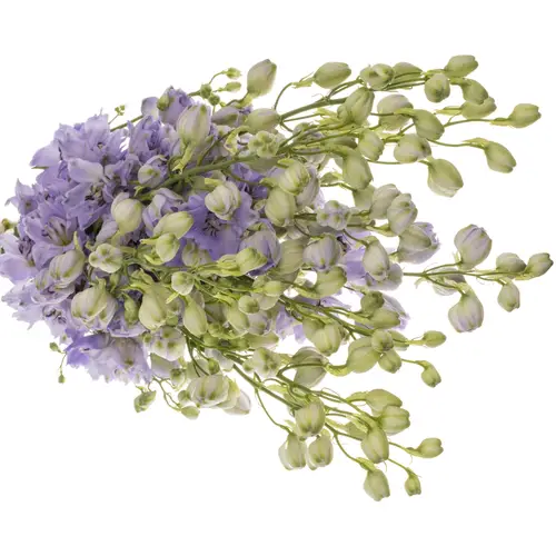 Delphinium blau Evenin 70cm