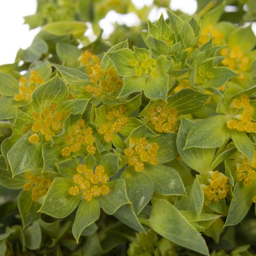 Bupleurum grün/gelb Extra 60cm