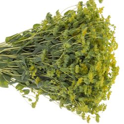 Bupleurum grün/gelb Extra 60cm