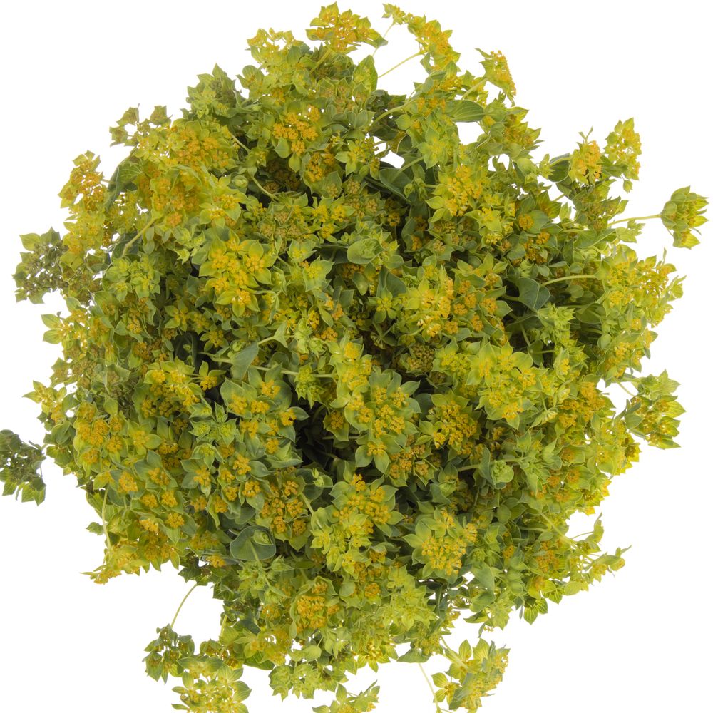 Bupleurum grün/gelb Extra 60cm