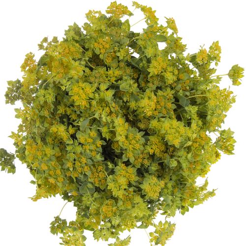 Bupleurum grün/gelb Extra 60cm