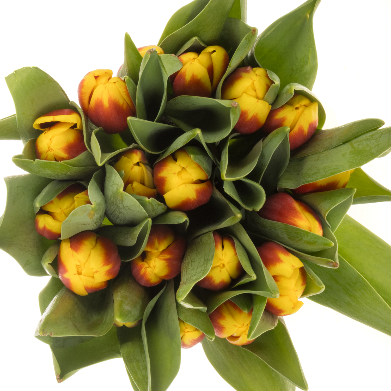 Tulpe rot/gelb Aloha Borst 44 Gramm