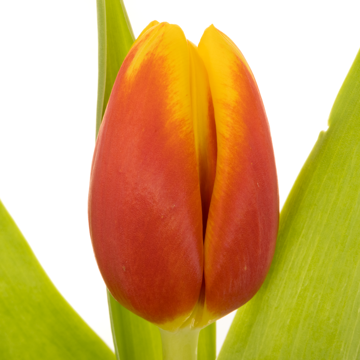 Tulpe rot/gelb Aloha Borst 44 Gramm