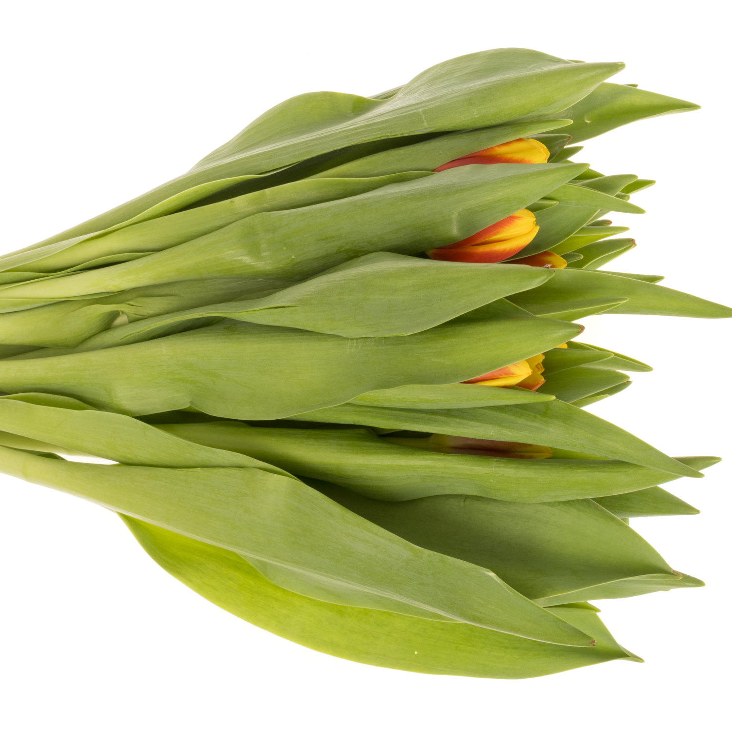 Tulpe rot/gelb Aloha Borst 44 Gramm