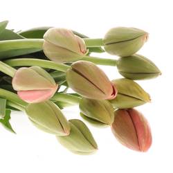 Franz.rosa Renown 56 Gramm 55cm