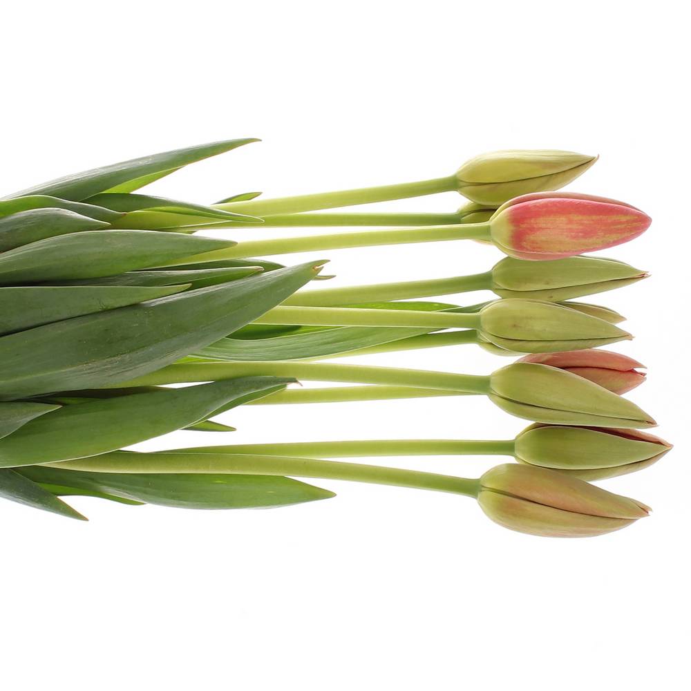 Franz.rosa Renown 56 Gramm 55cm