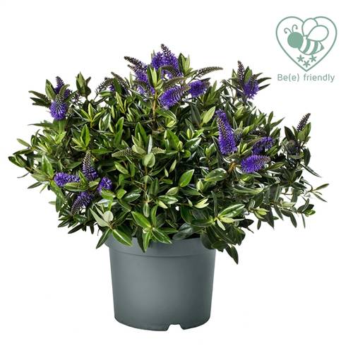 Hebe Addenda blau T23 H35