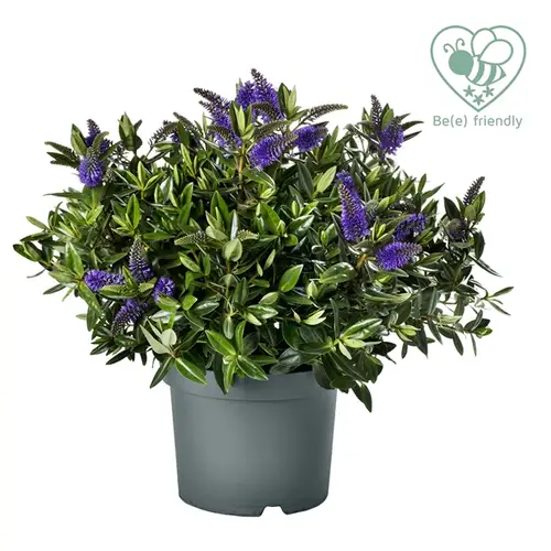 Hebe Addenda blau T23 H35