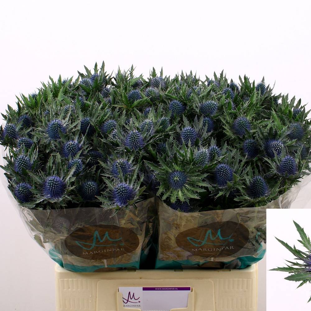 Distel blau Aquarius Questar 60cm