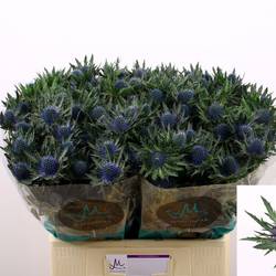 Distel blau Aquarius Questar 60cm