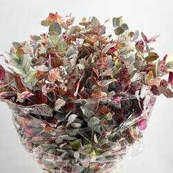 Populus mix Picasso gefäbt 200 Gramm 70cm