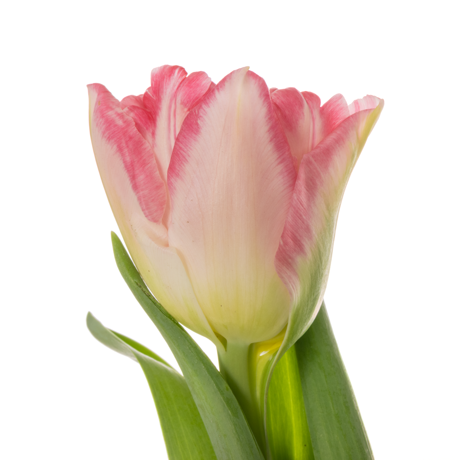 Tulpe rosa doppel Pink Delight 40 Gramm
