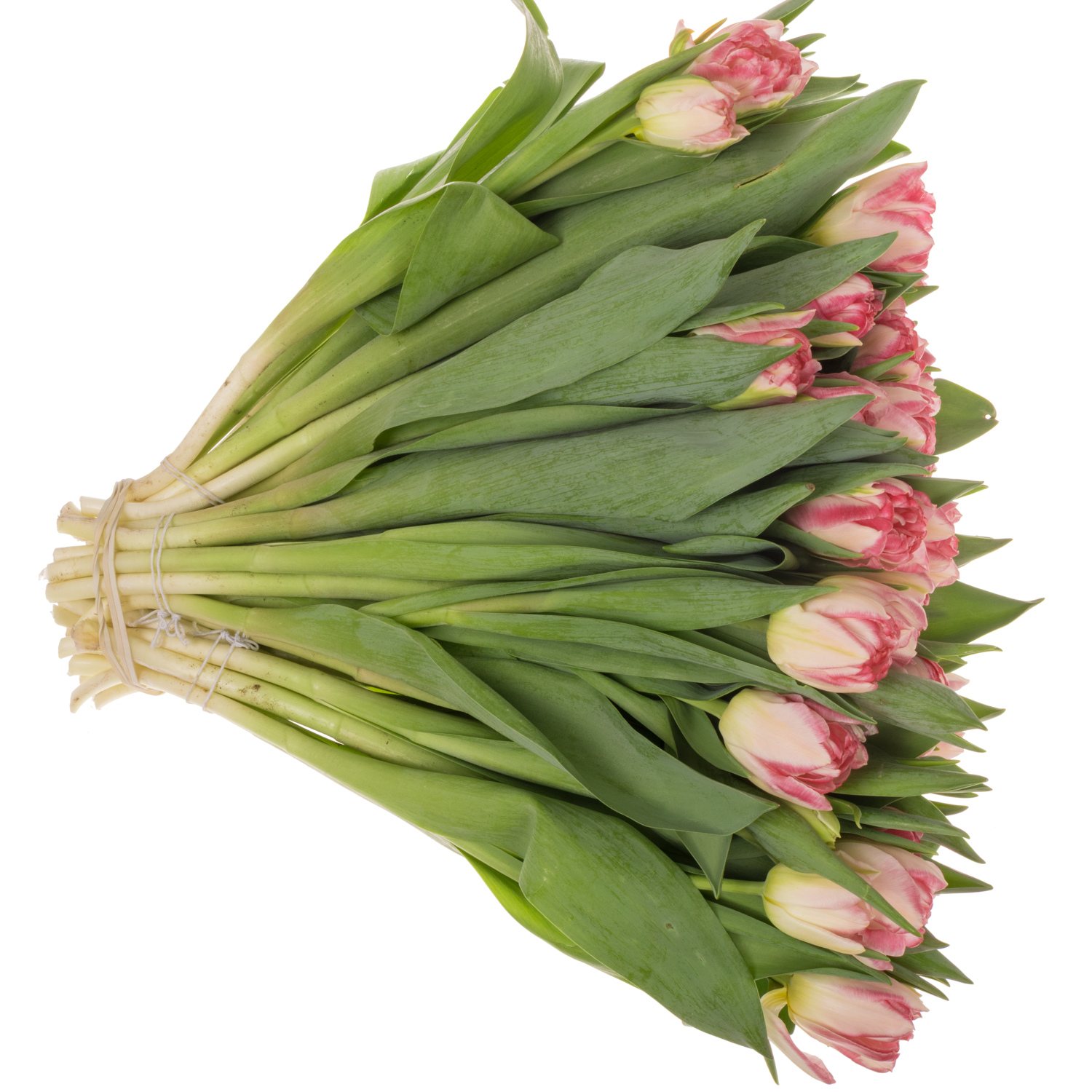 Tulpe rosa doppel Pink Delight 40 Gramm