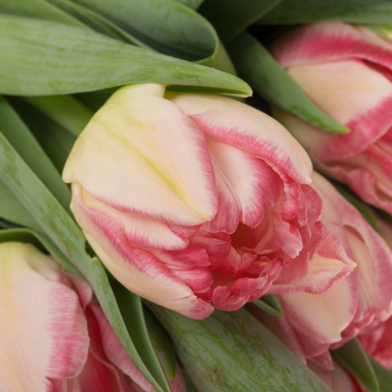 Tulpe rosa doppel Pink Delight 40 Gramm
