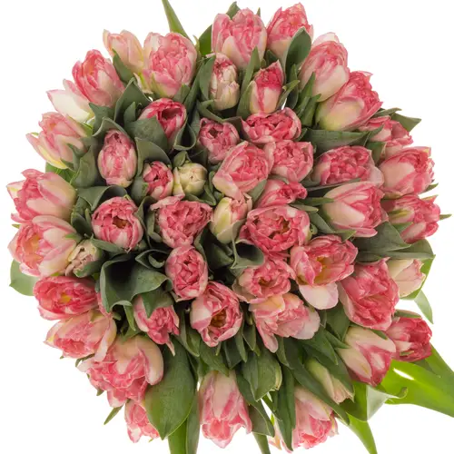 Tulpe rosa doppel Pink Delight 40 Gramm