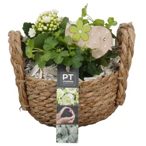 Frühling.Arr PTIB9135 T15 H018