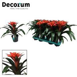 Guzmania orange Tutti Frutti T13 H40