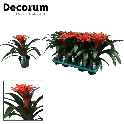 Guzmania orange Tutti Frutti T13 H40