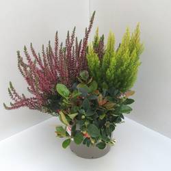 Calluna mix +Gaultheria T17 H040