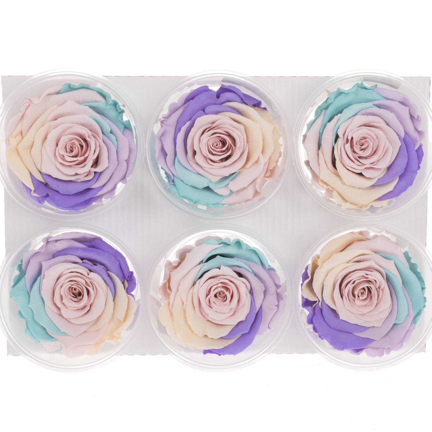 Präparierte Rose Rainbow Pin-04