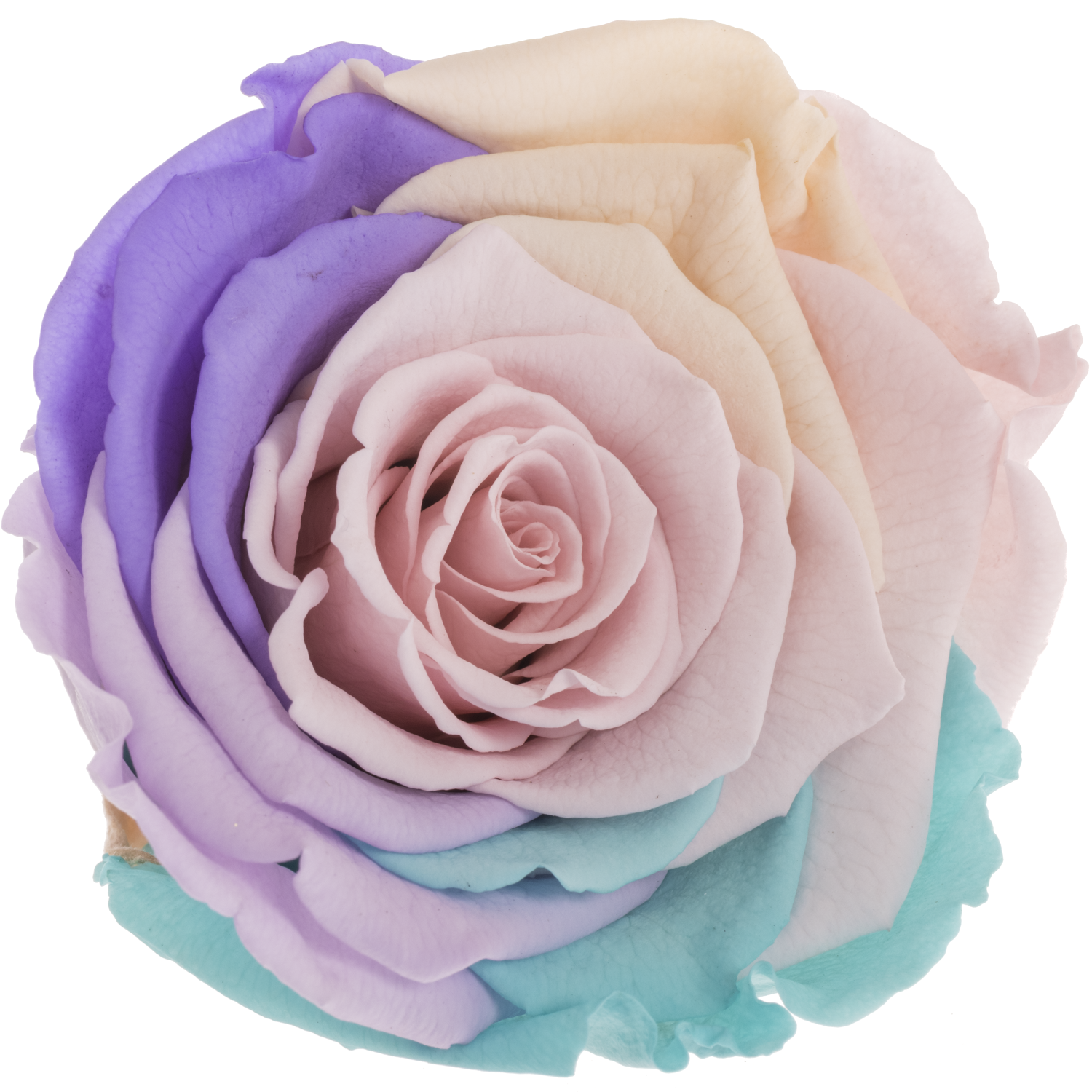 Präparierte Rose Rainbow Pin-04