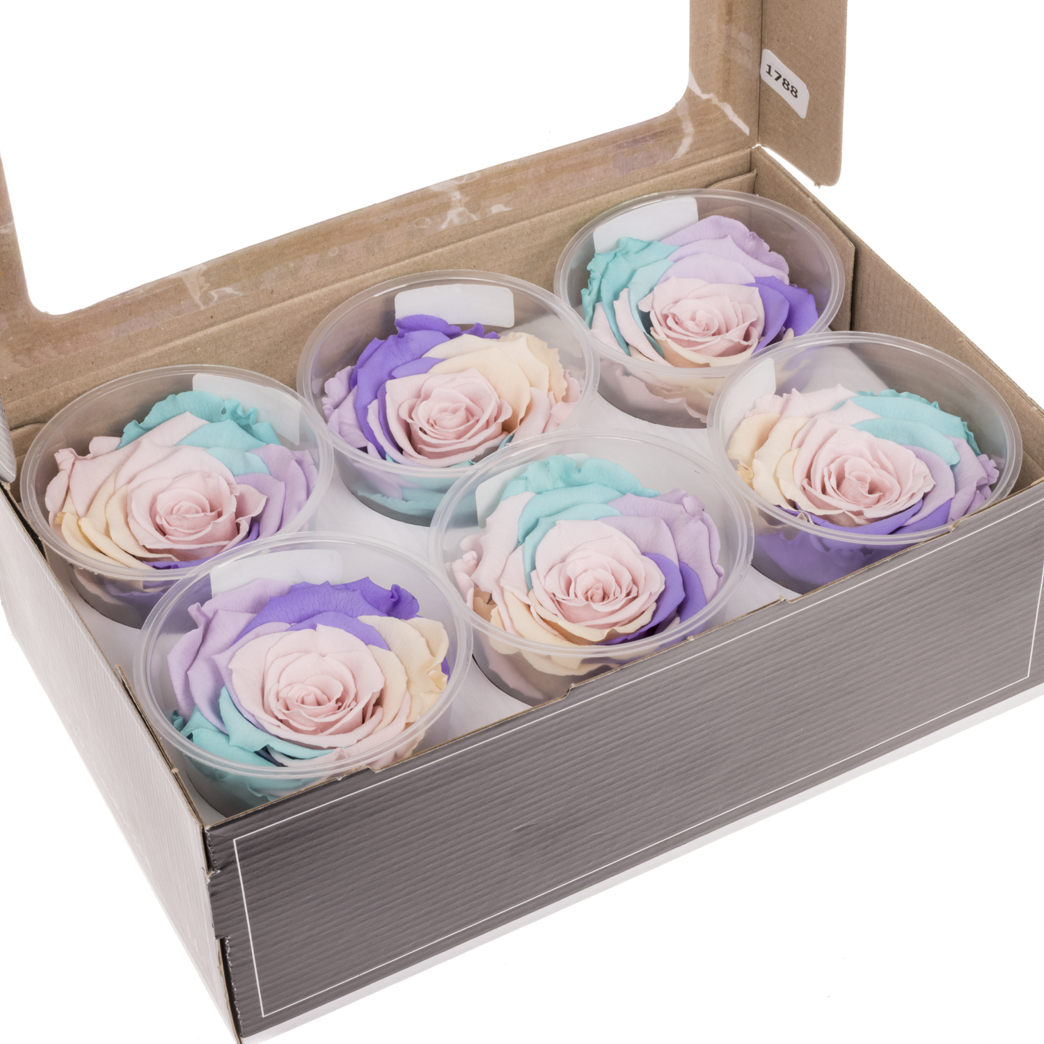 Präparierte Rose Rainbow Pin-04