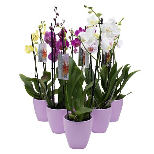 Phal.2-R mix im Orchidee Übertopf rosa T12 H050