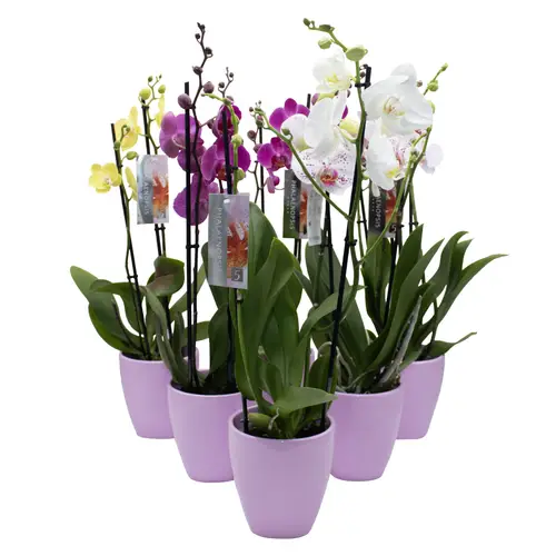 Phal.2-R mix im Orchidee Übertopf rosa T12 H050