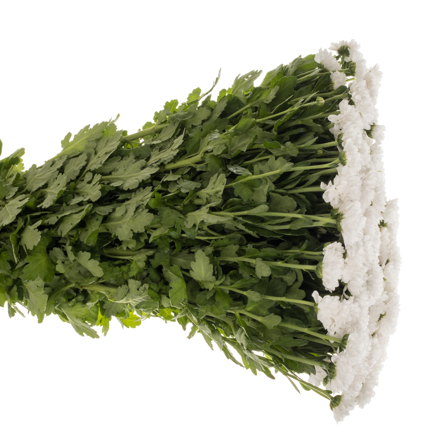 Santini weiss 78155 Deliflor neu 1200 Gramm 55cm