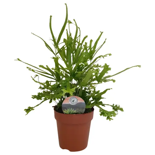 Pteris Roeweri T12 H040