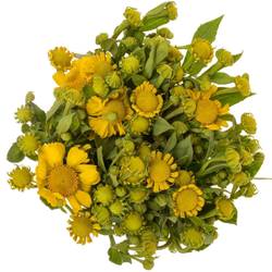 Helenium gelb Kanaria 65cm