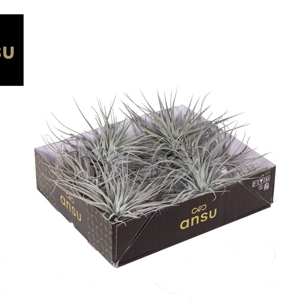 Tillandsia silberner Kopf T15 H010