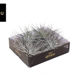 Tillandsia silberner Kopf T15 H010