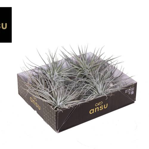 Tillandsia silberner Kopf T15 H010