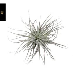 Tillandsia silberner Kopf T15 H010