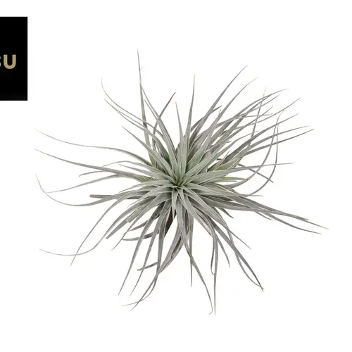 Tillandsia silberner Kopf T15 H010