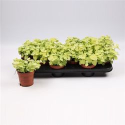 Helichrysum Gold Petiola T10,5 H017