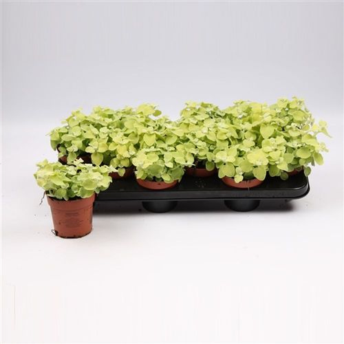Helichrysum Gold Petiola T10,5 H017